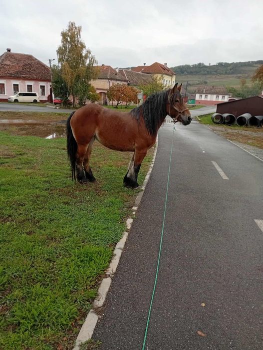 Iapa de 5 ani de vanzare