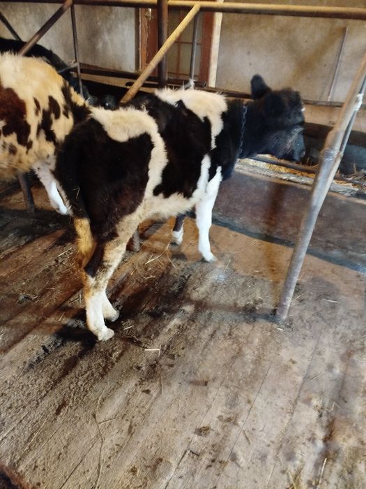 Продам пяти месячного телёнка