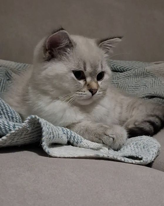 Британска късокосместа