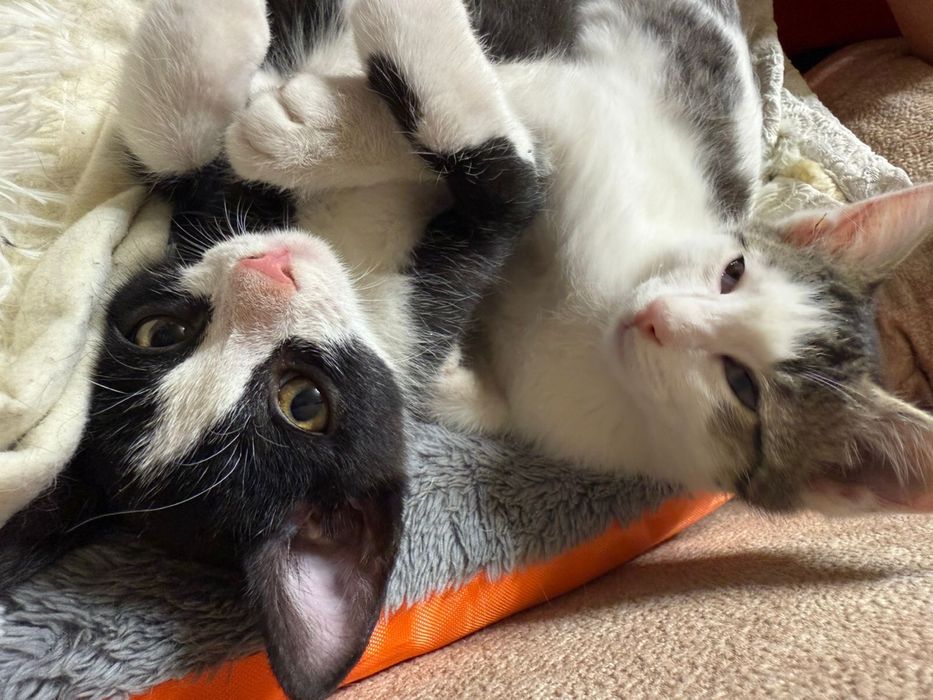 Котенок ищет дом