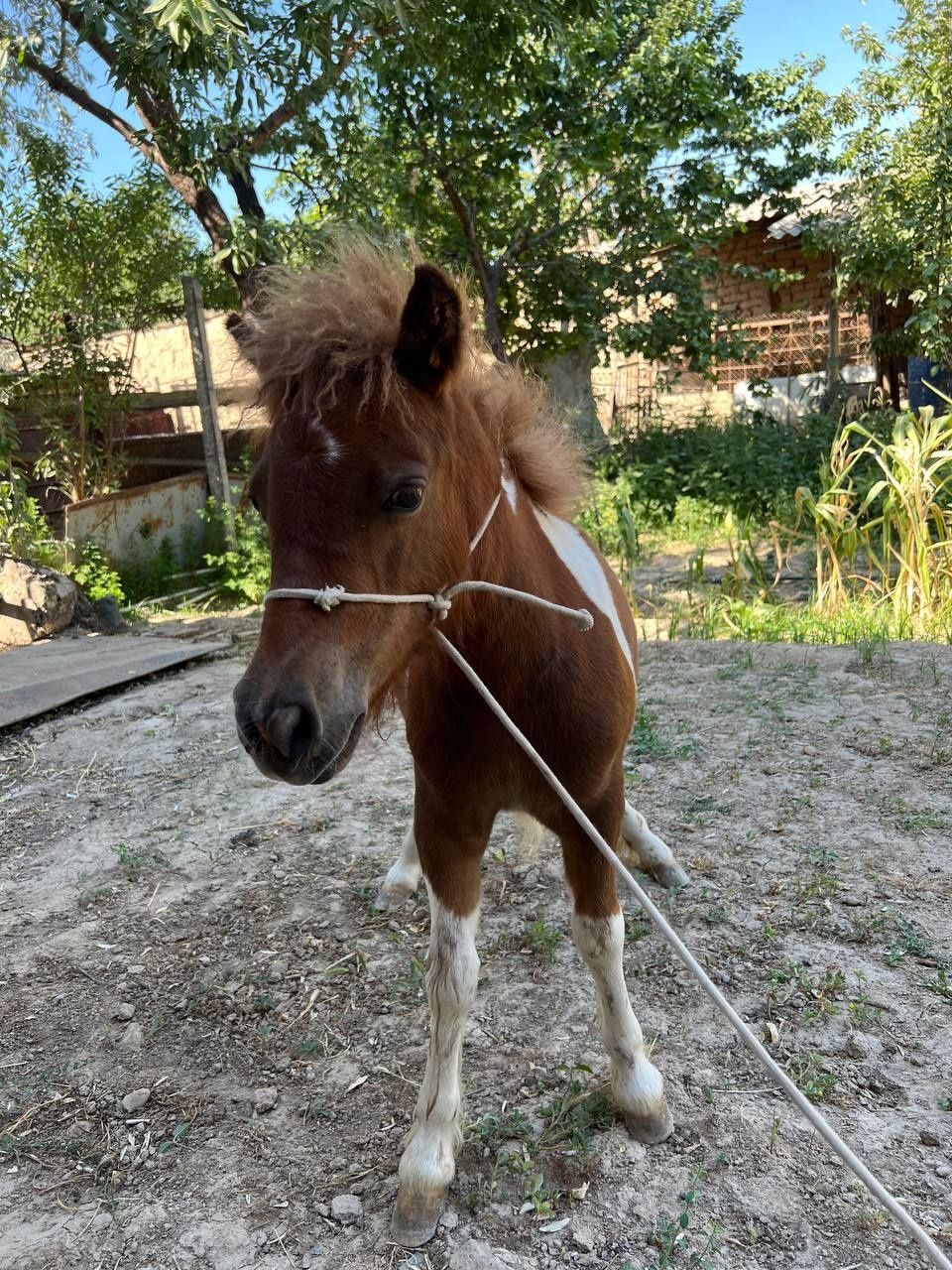 Poni ot sotiladi