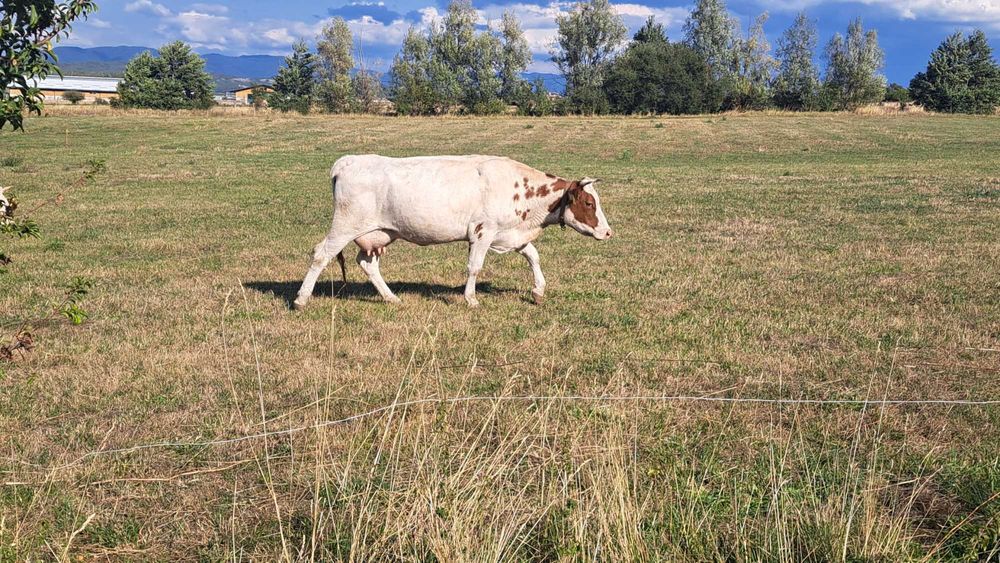 Свободни млечни крави