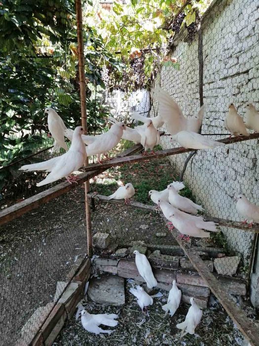 Продавам млади старозагорски бели гълъби