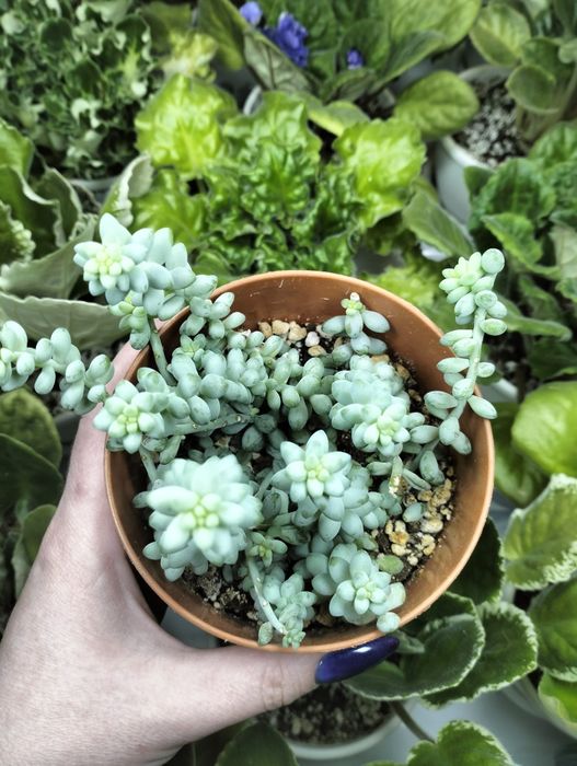 Продам седум Буритто