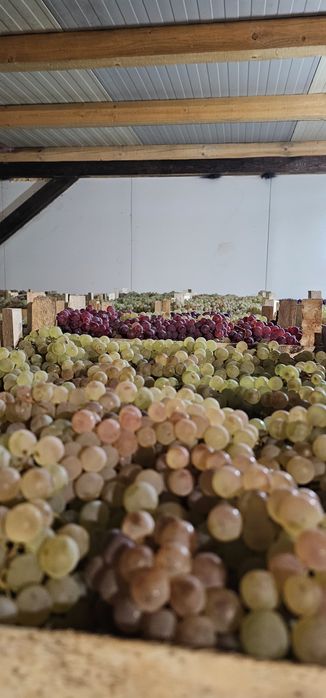 Vand struguri de masa de pe camera frigorifica