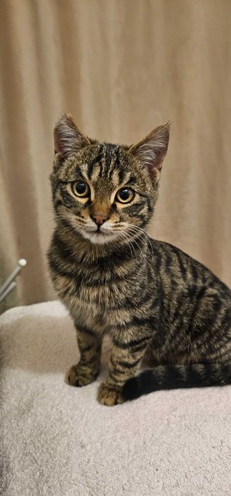 Котенок, очень умный и красивый