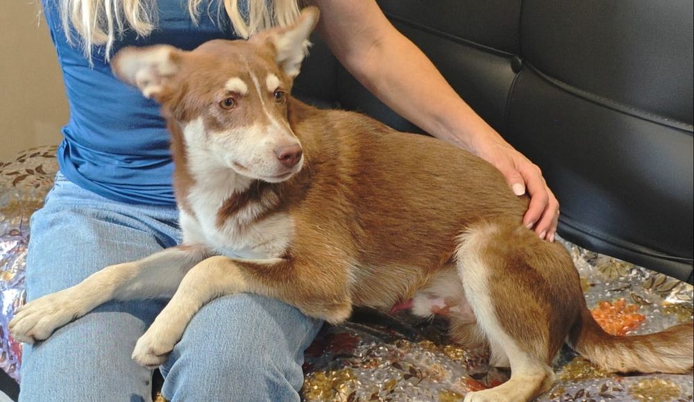 Отдам в добрые руки