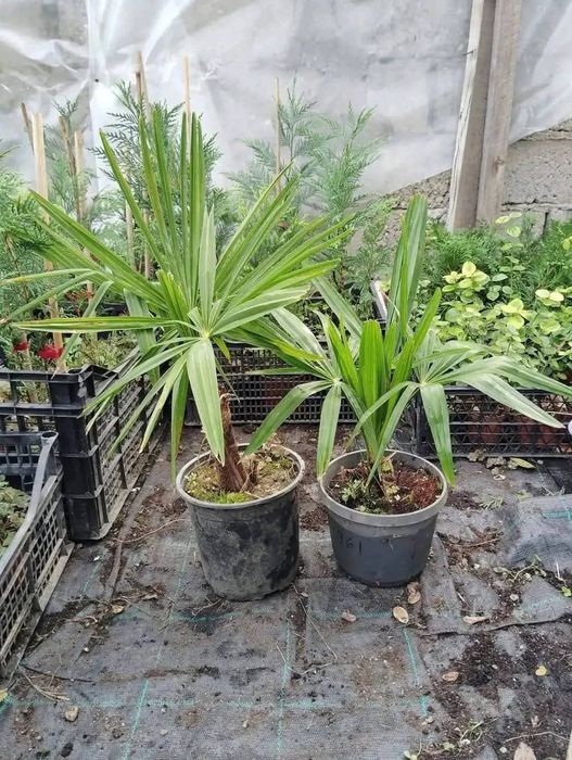 Plante ornamentale
