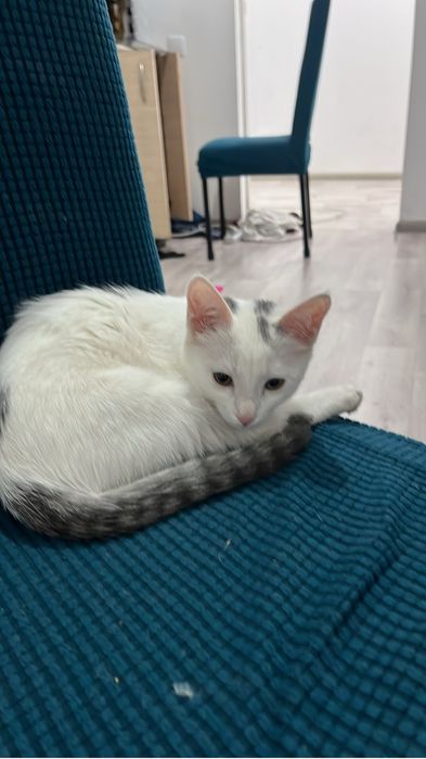 Котенке отдам бесплатно