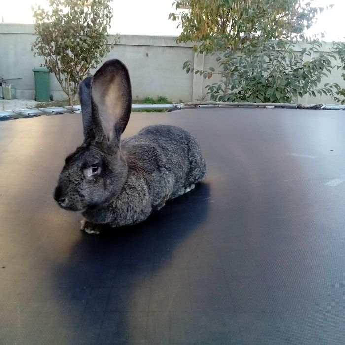 Vând iepuriță din rasa belgian