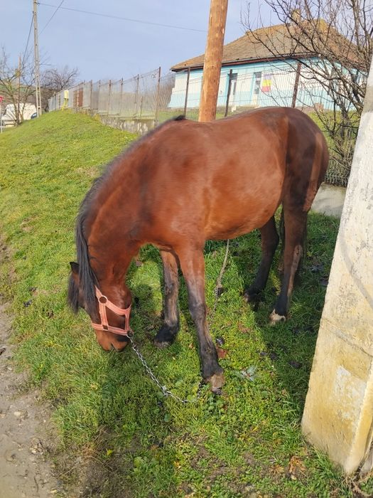 Iapă de doi ani jumate