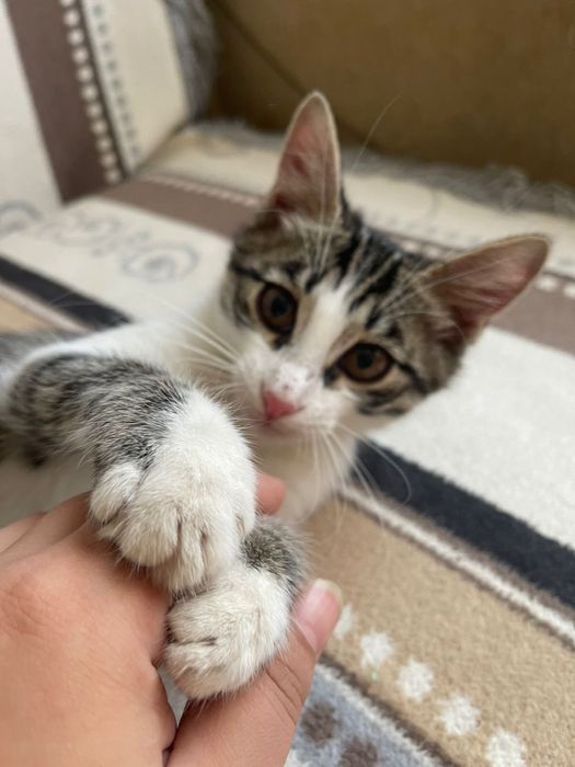 Отдам котят в добрые руки!