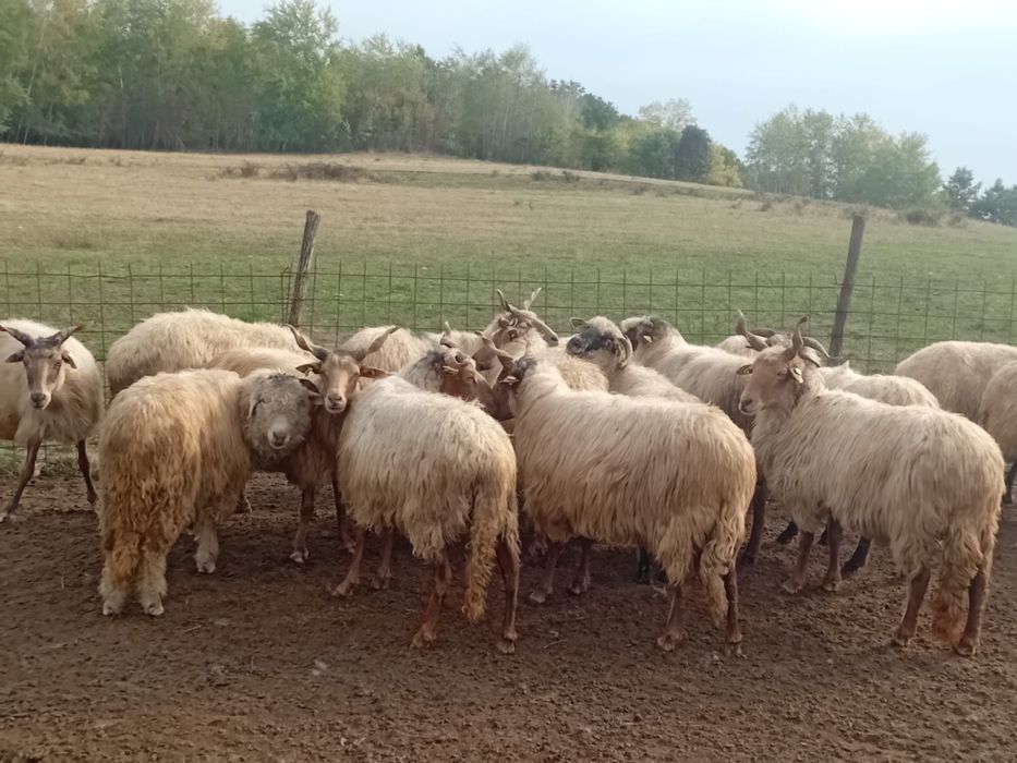 Oii de vanzare  mai multe detali an privat