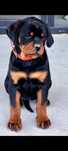 Femela Rottweiler pui cu pedigreu