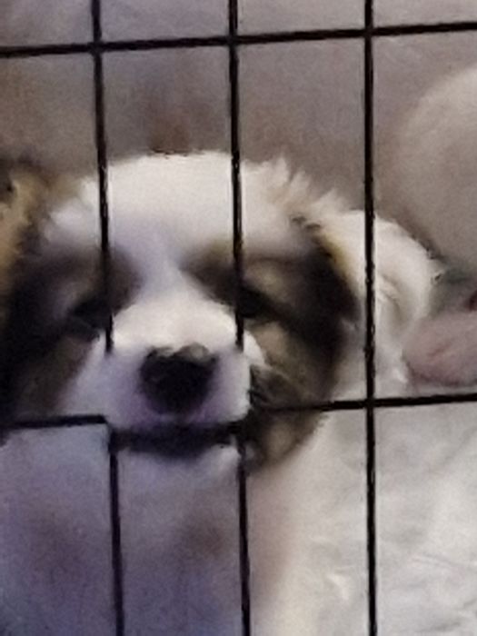 Кученца за осиновяване