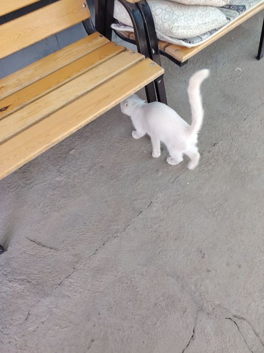 скотч мушук белий чистий