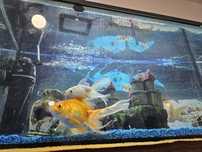Led 58 cm cu ventuze pentru acvariu