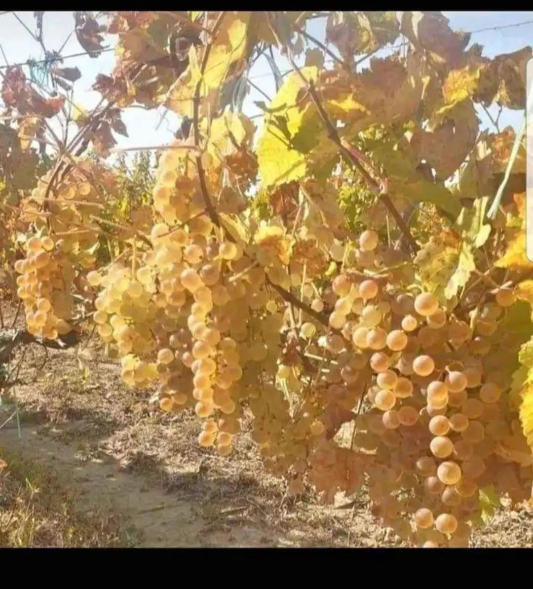 Vând struguri de vin cu transport la domiciliu