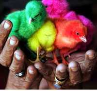 Rangli joja цветные Цыплята