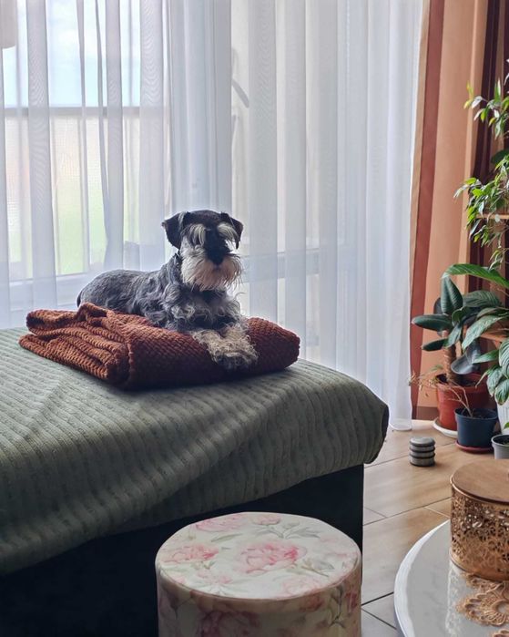 Мини шнауцер (цвергшнауцер)