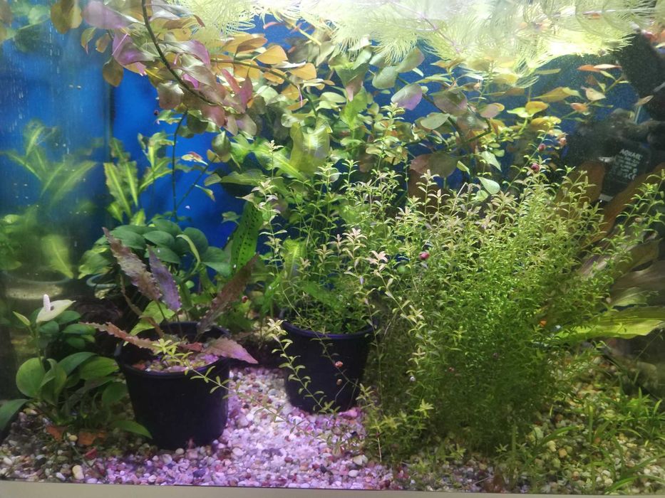 Растения в аквариум.