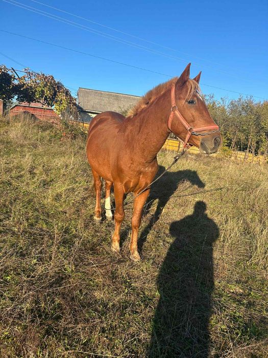 Vând mânz de trei ani