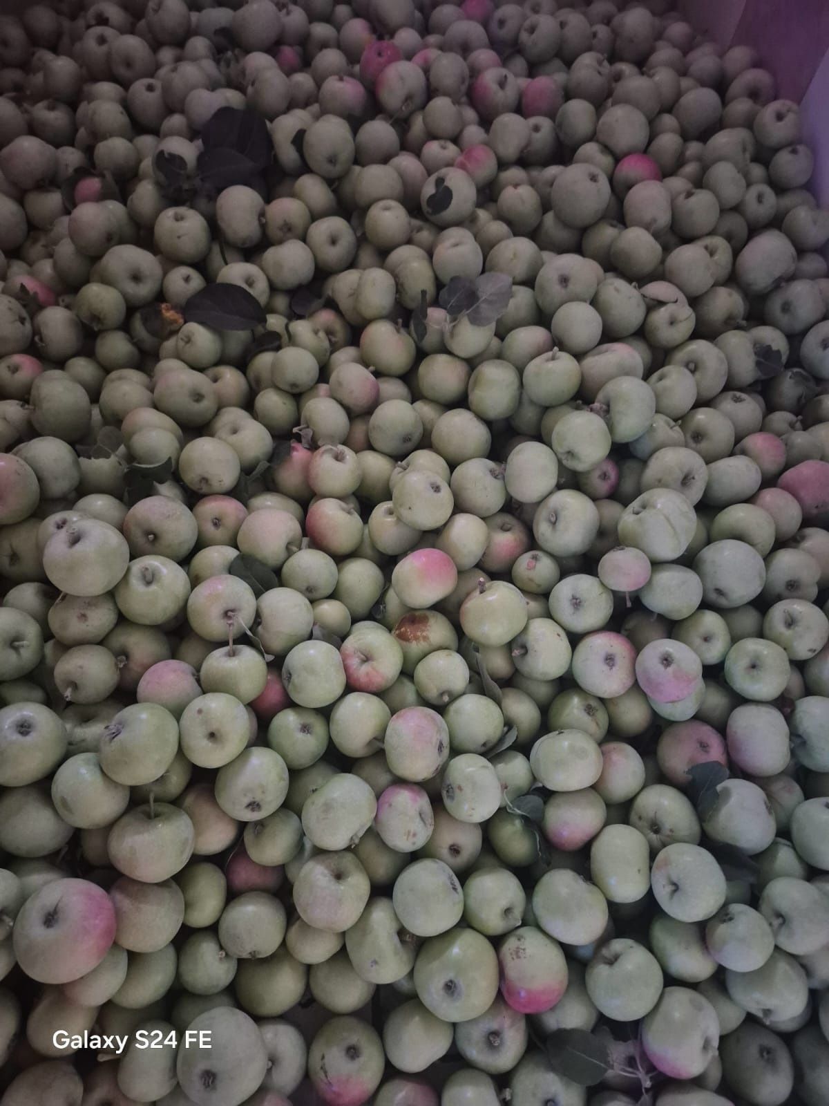 Продам яблоки домашние