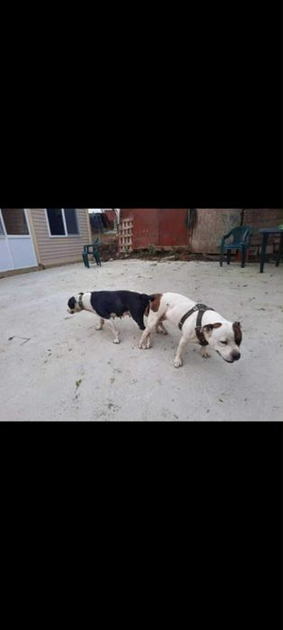 Кученца (питбулчета)