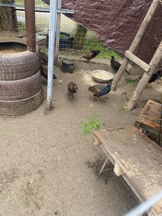 Fazani comuni si tenebros.