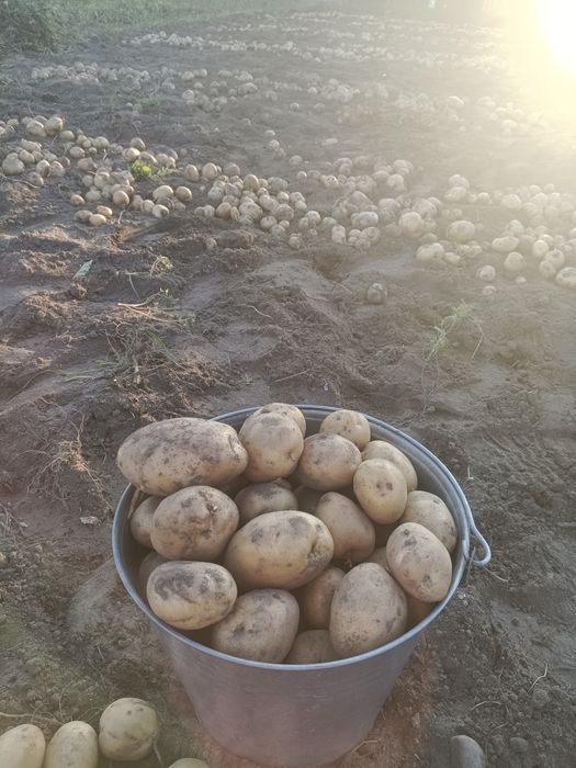 Продам картошку домашняя