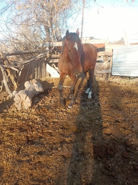 Продается жеребчик 1,5 года