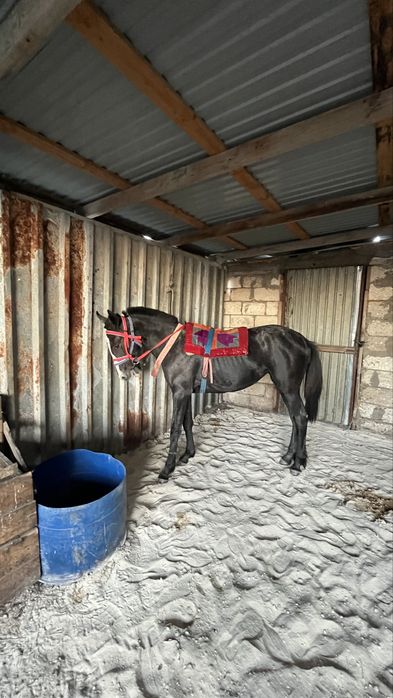 Агылшын! Полкров байтал сатылады