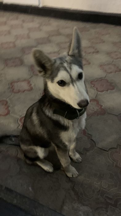 Пропала Собачка