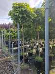 Catalpa globulara