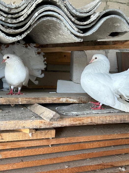 Porumbei rotati curcani