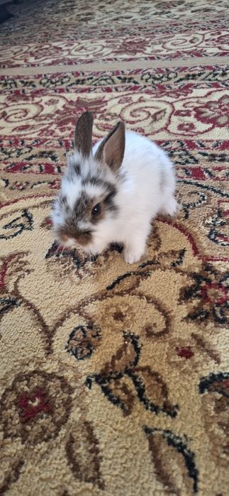 Продаю декоративных кроликов