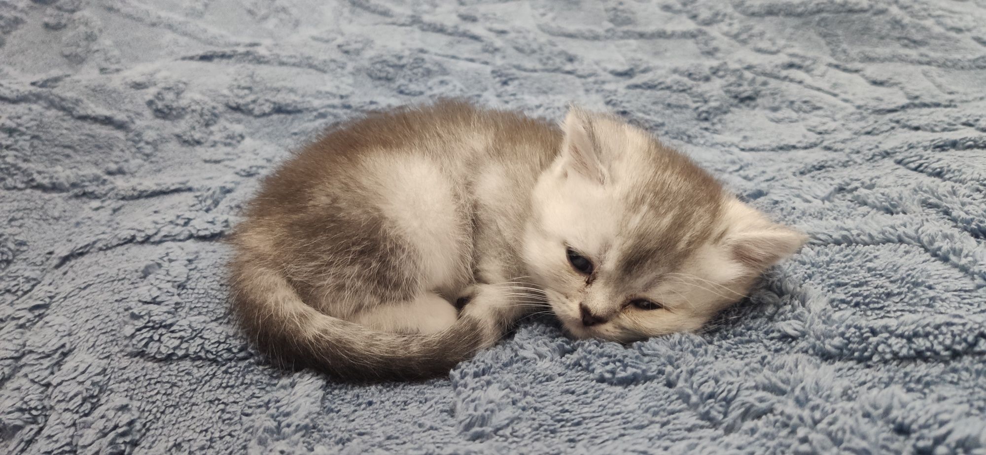 Британский шиншилла 1.5 месяца