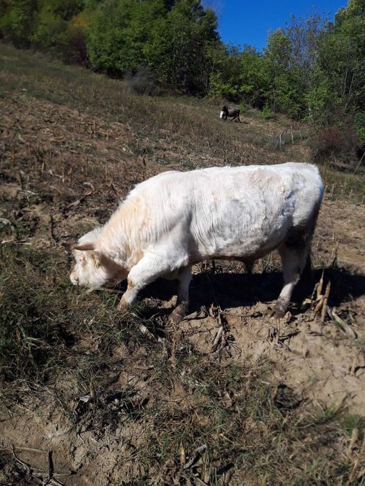 Taur de 1 și două luni,vaca de 2 ani ,pentru prăsilă ,9000 negociabil.