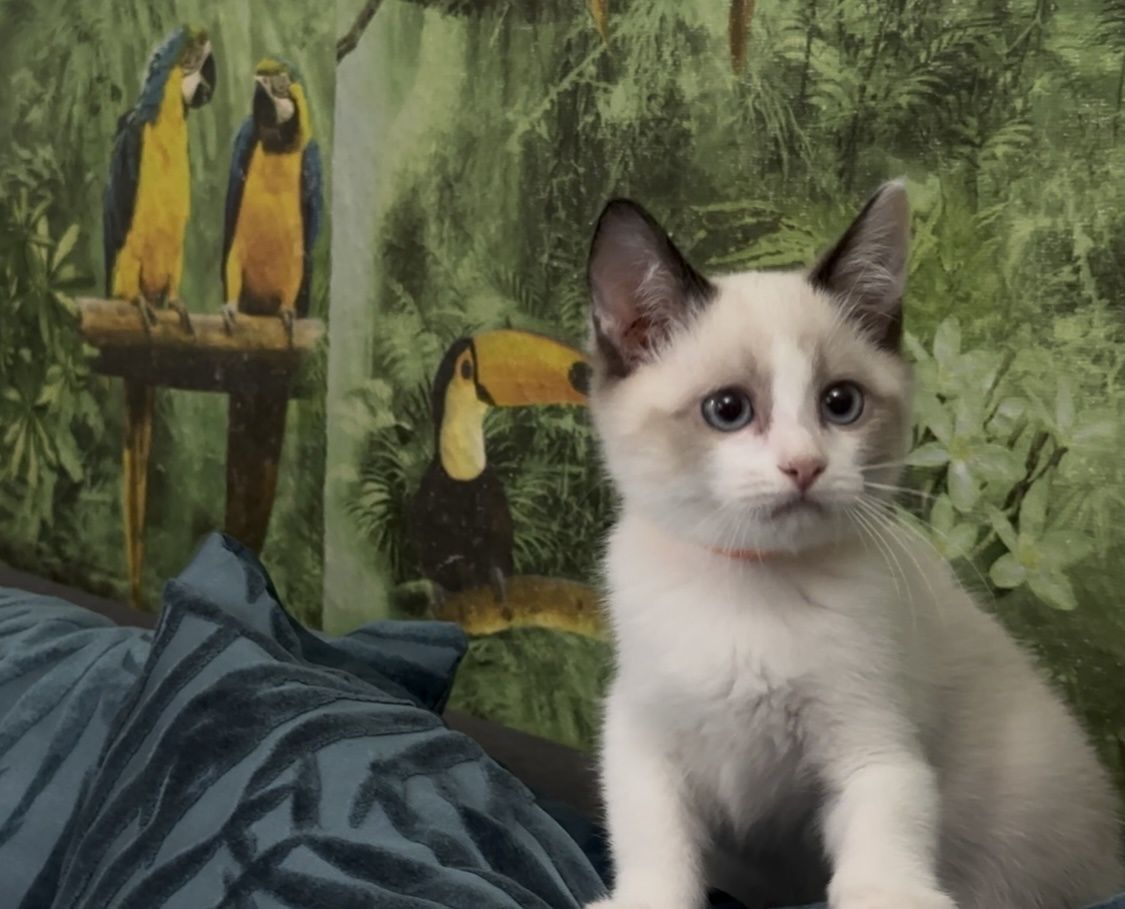 Рагдол/ Регдол  Ragdoll/Regdoll