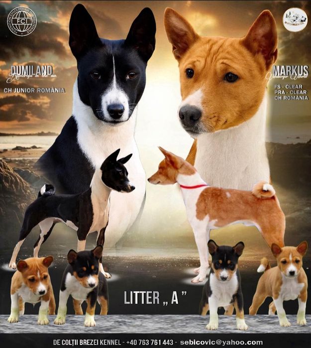 Vând mascul Basenji 8 săptămâni!
