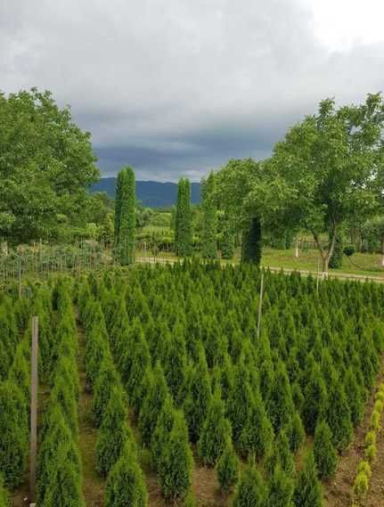 Plante Ornamentale de orice specie