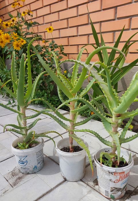 Продам алоэ, цена 2500