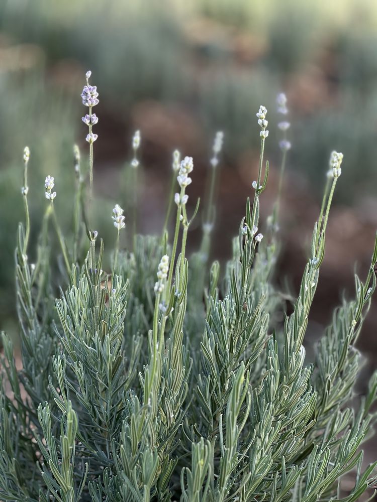 Lavanda optom narxda 30 mingdan boshlanadi
