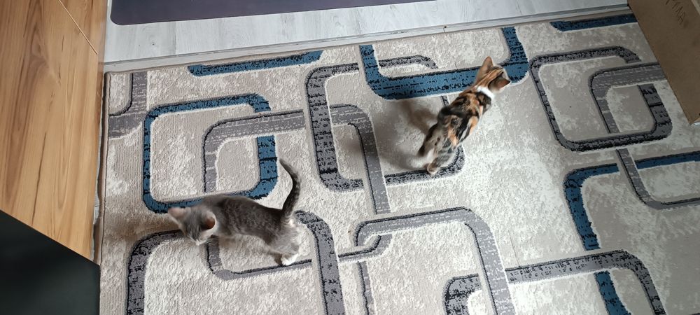 Отдам котят в хорошие руки мальчик и девочка