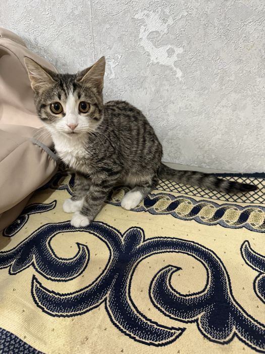 Мысық тегін беремін