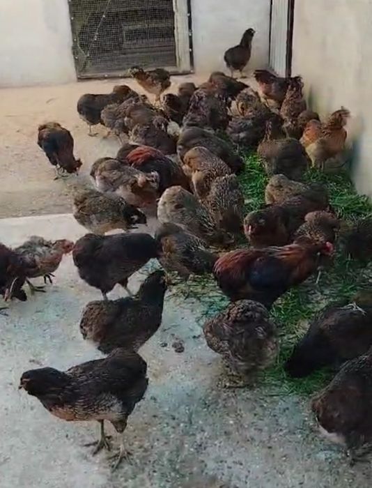 Vând puisori Araucana .Trimit în tara!