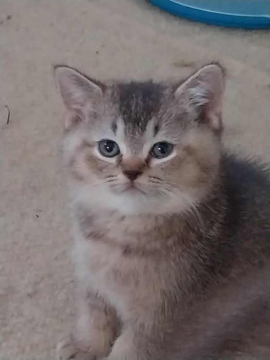 Pisicute puiuti british