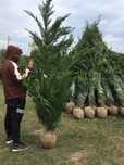 Cupressus leylandii 2.5m - 3m gard viu verde veșnic natural,