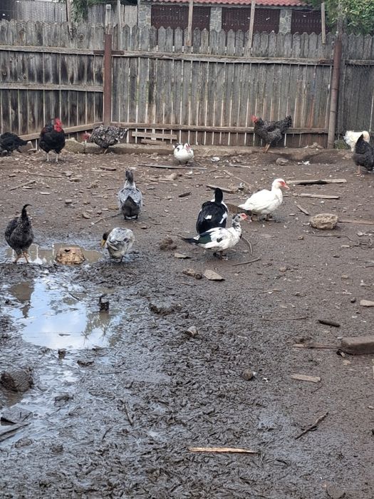 Vând 4 rate românești și 3 lesesti