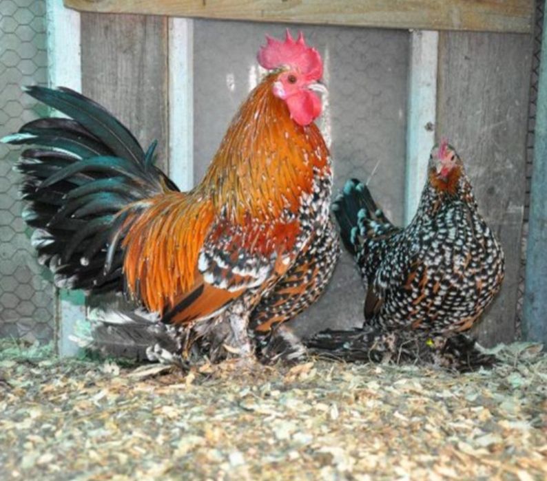 Pui pitici rasa Mii de Flori pereche